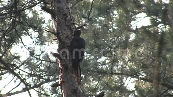 松树山林中的黑啄木鸟捕猎昆虫视频的预览图