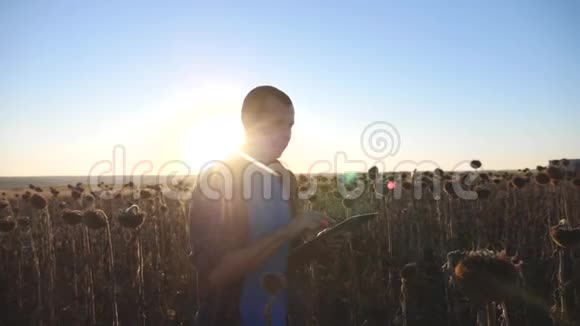 农民农学家在向日葵田里拿着平板电脑在收割前检查庄稼视频的预览图