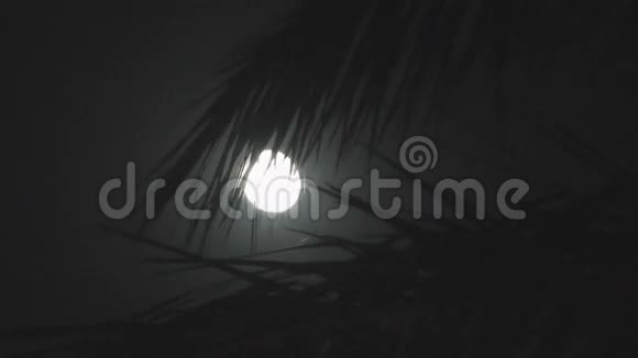 热带之夜的满月剪影棕榈树视频的预览图