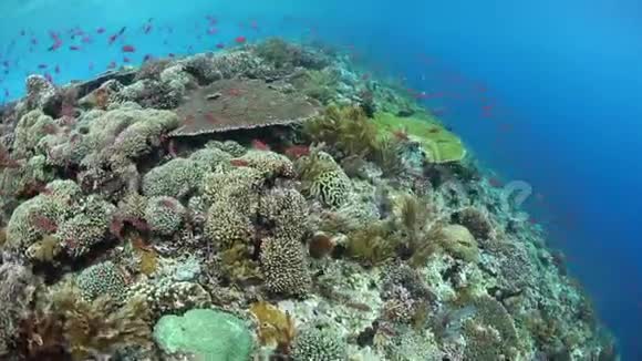 奥洛尔健康和生物多样性珊瑚礁视频的预览图