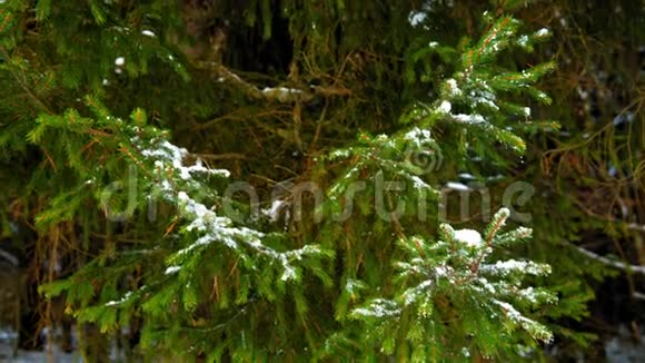 绿色云杉枝上的雪视频的预览图