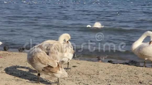 沙滩特写镜头上的天鹅野鸟视频的预览图