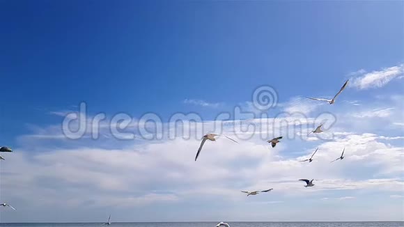 海鸥在天气好的时候顶着天空飞翔天空背景上更大的白色海鸥视频的预览图