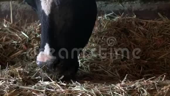 现代农场奶牛饲养过程家畜吃干草视频的预览图