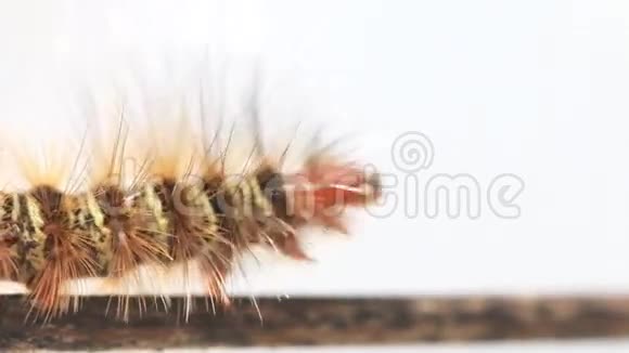 毛毛虫在木棍上行走视频的预览图