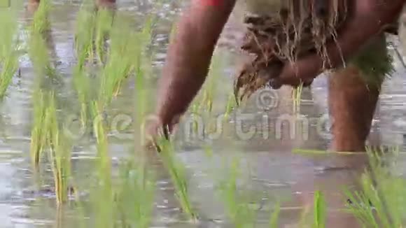 稻田里的农夫视频的预览图