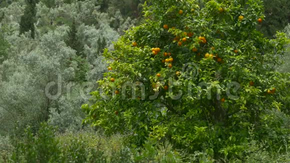大自然中的橘子树视频的预览图