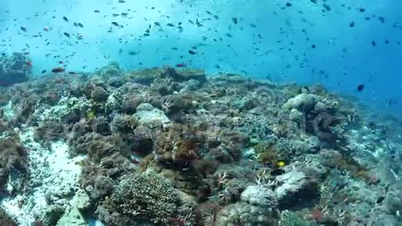 印度尼西亚Alor的健康和生物多样性珊瑚礁视频的预览图