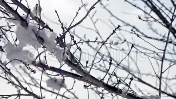 树枝上的雪视频的预览图