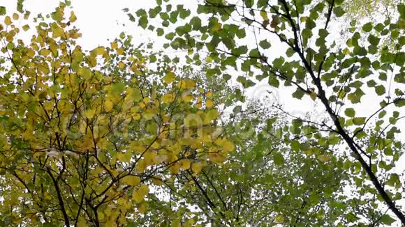 秋天的树有五颜六色的叶子从下往上射视频的预览图