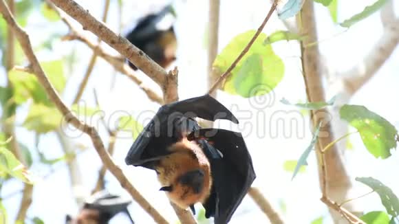 蝙蝠飞狐挂在树上视频的预览图