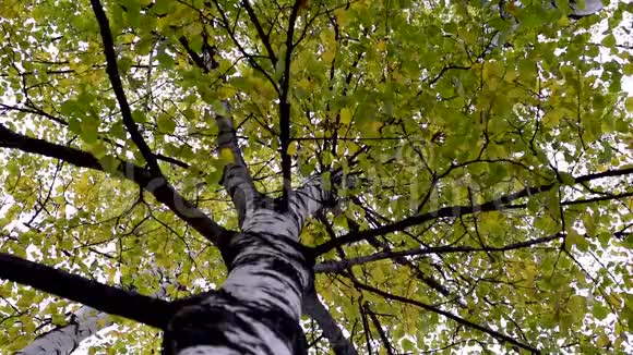 秋天的树有五颜六色的叶子从下往上射视频的预览图