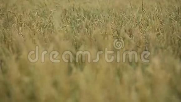 田间小麦穗的特写视频的预览图