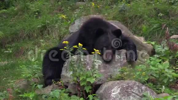 一只大黑熊在树林里视频的预览图