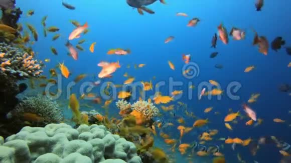 五颜六色的水下礁视频的预览图