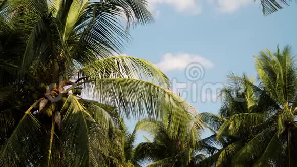 棕榈树和蓝天视频的预览图