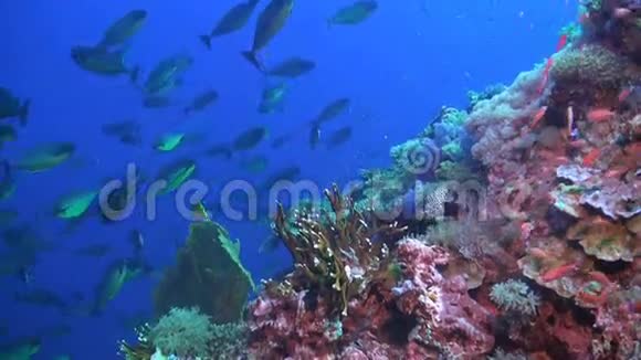 珊瑚礁上的独角兽学校视频的预览图