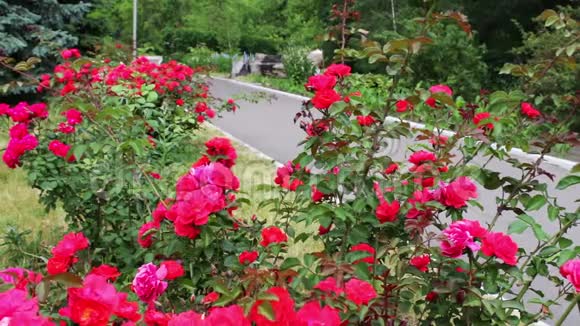 夏日公园里盛开的美丽玫瑰视频的预览图