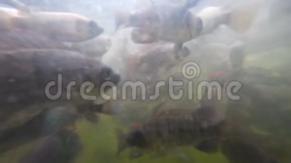 浑水中的一群鱼视频的预览图
