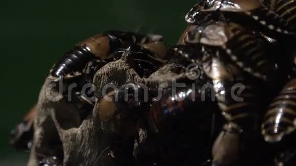 蟑螂蟑螂昆虫大自然视频的预览图