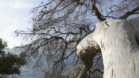 阳光明媚的法国里维埃拉的海松树干视频的预览图