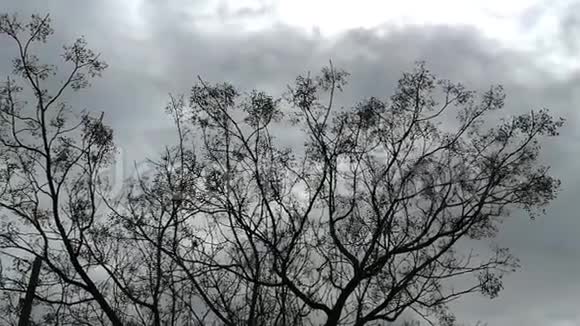 树和风视频的预览图