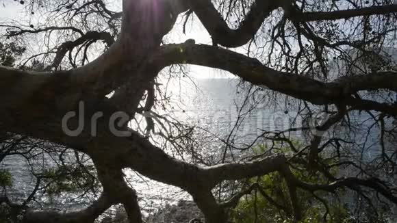 阳光明媚的法国里维埃拉的海松树干视频的预览图
