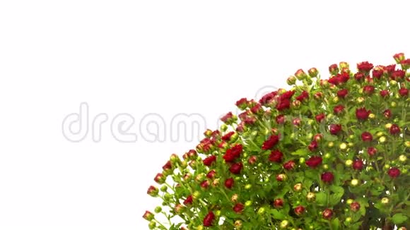 红菊花时间流逝视频的预览图
