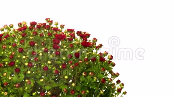 红菊花时间流逝视频的预览图
