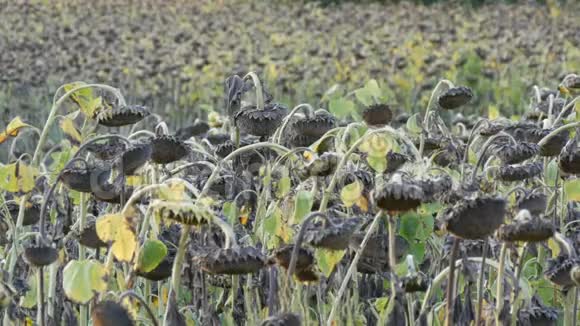 田野里的干向日葵许多成熟的干向日葵秋收视频的预览图
