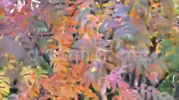 明亮美丽的罗文树视频的预览图