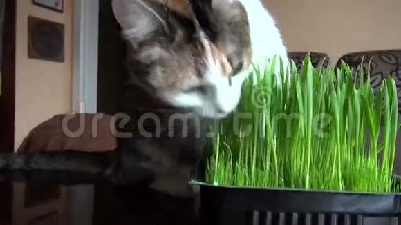 美丽的家猫吃着新鲜的青草视频的预览图