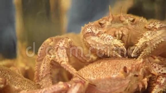 日本蟹视频的预览图