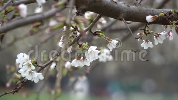 春天樱花盛开的背景视频的预览图