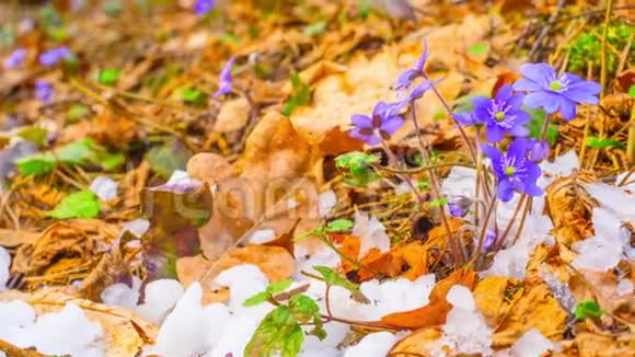 春花与融雪时光流逝视频的预览图