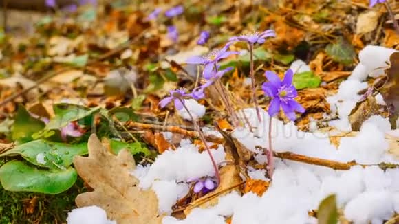 春花与融雪时光流逝视频的预览图