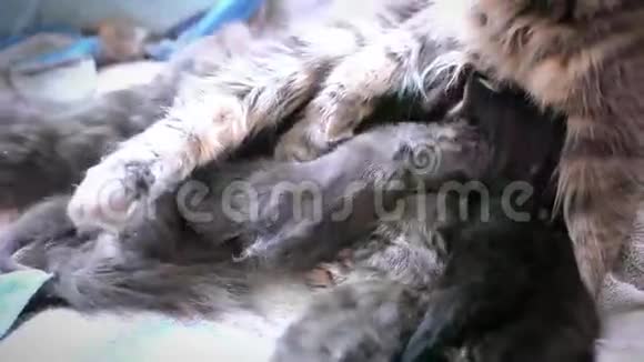 缅因猫正在舔她的小猫而视频的预览图