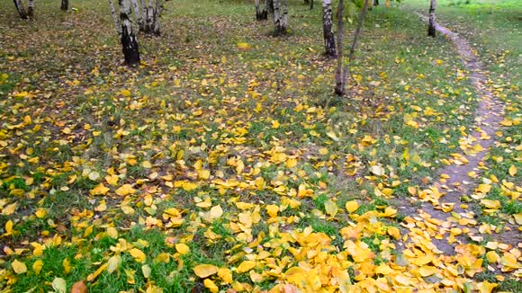 秋天的树叶落在俄罗斯的桦树林里视频的预览图