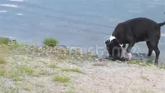 黑白斯塔福德郡公牛梗视频的预览图