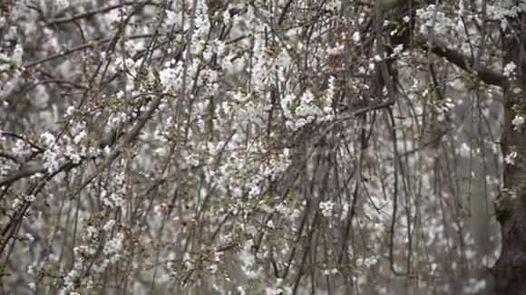 春天樱花盛开的背景视频的预览图
