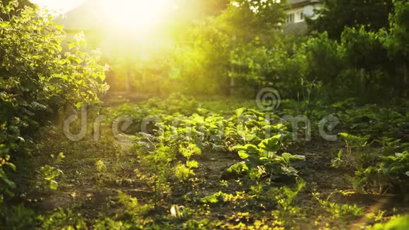 日落光线下的生态农场或花园夏收镜头耀斑视频的预览图