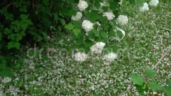 花园里的白花视频的预览图