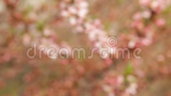 春天的花朵背景美丽的自然景象盛开的树视频的预览图