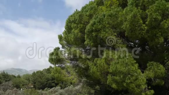 黑山的松树枝视频的预览图