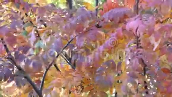 明亮美丽的罗文树视频的预览图