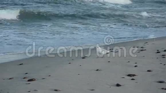 海鸥在海边沙滩上视频的预览图