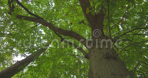 高树的低角度视图视频的预览图