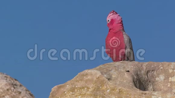 坐在石灰石上的美丽的加拉赫鸟视频的预览图