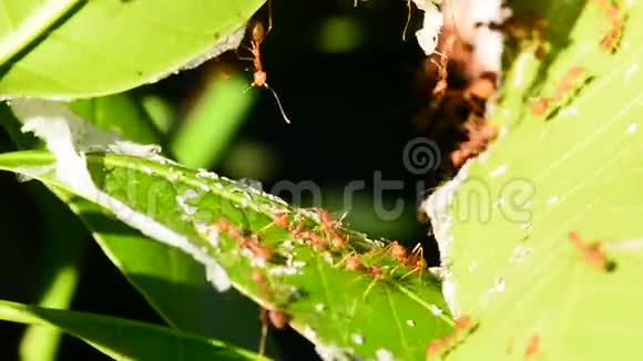 蚂蚁在芒果叶上侦察视频的预览图