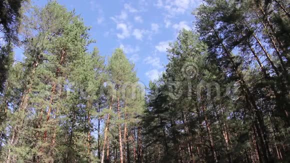 森林里树木后面的云视频的预览图